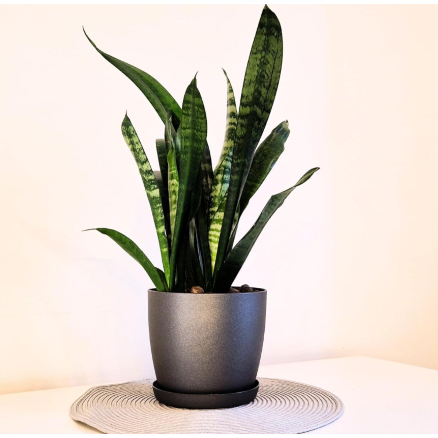 Elegant Graphite 30cm Plant Pot with Saucer – Modern Matte Finish Indoor & Outdoor Flower Planter for Houseplants, Herbs & Succulents – Durable Plastic Decorative Garden Pot