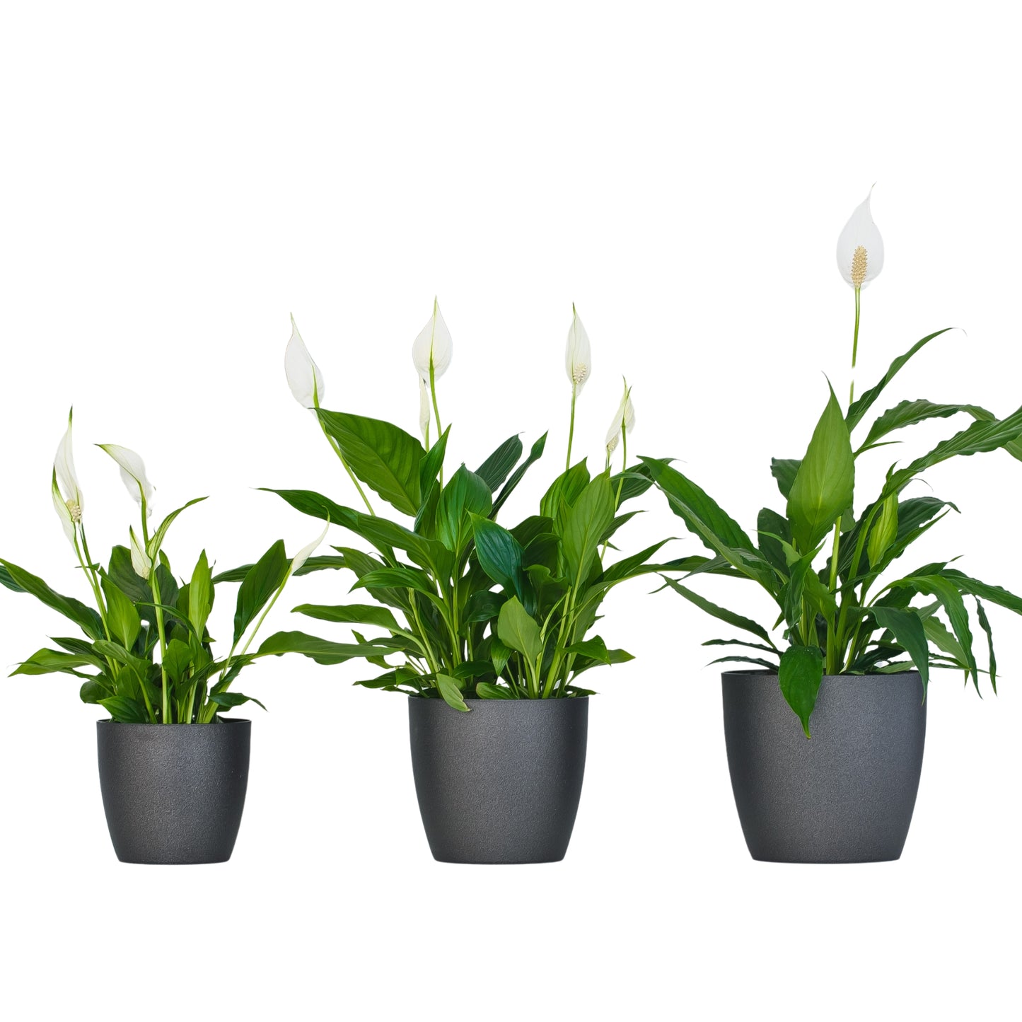 Set of 3 Plant Pots Indoor with Saucers – Matte Plastic Flower Pots (20cm, 18cm, 16cm) – Durable Indoor & Outdoor Planters for House Plants, Herbs & Succulents, Black Graphite