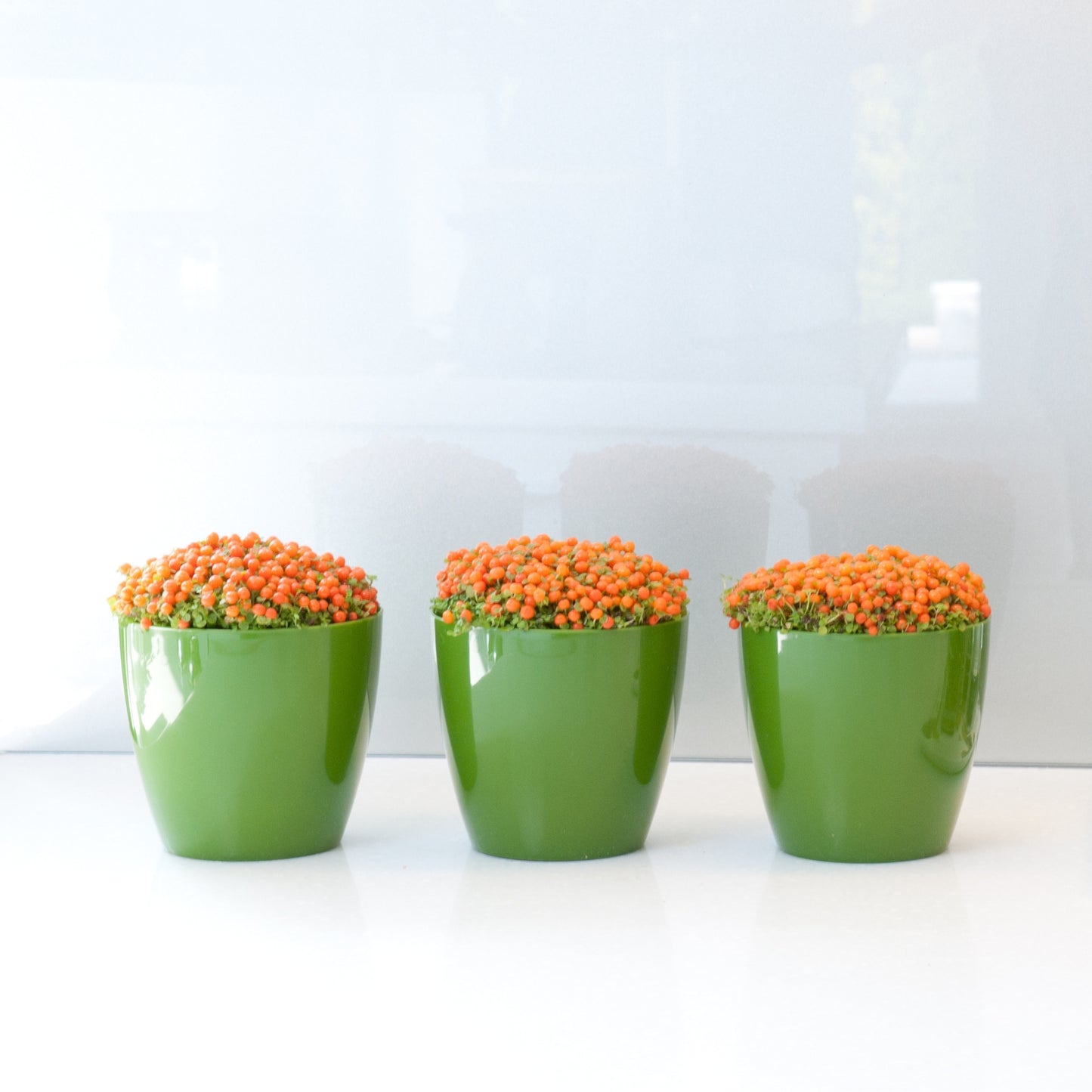 Plant Pots Indoor 20cm with Saucer – Stylish Glossy Plastic Flower Pot – Durable Indoor & Outdoor Planter for House Plants, Herbs, & Succulents
