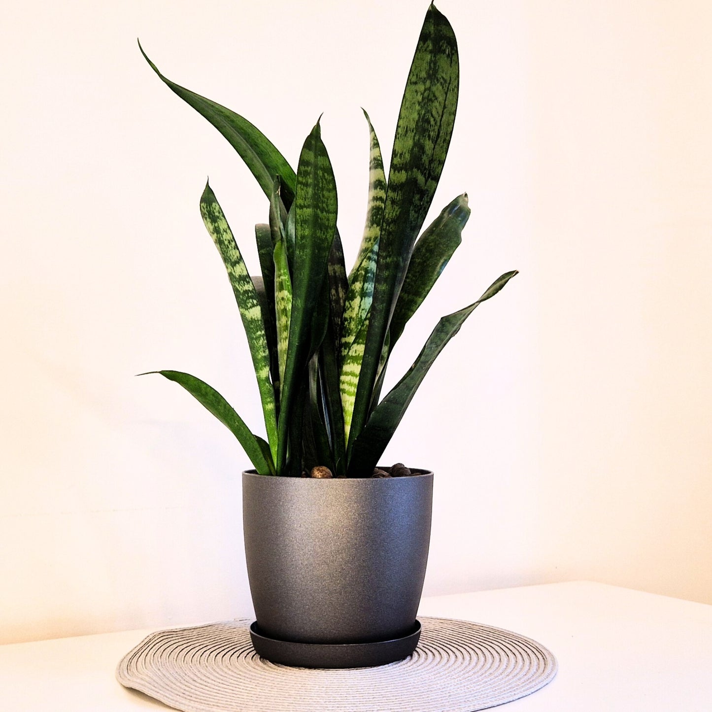 Set of 3 Plant Pots Indoor with Saucers – Matte Plastic Flower Pots (20cm, 18cm, 16cm) – Durable Indoor & Outdoor Planters for House Plants, Herbs & Succulents, Black Graphite