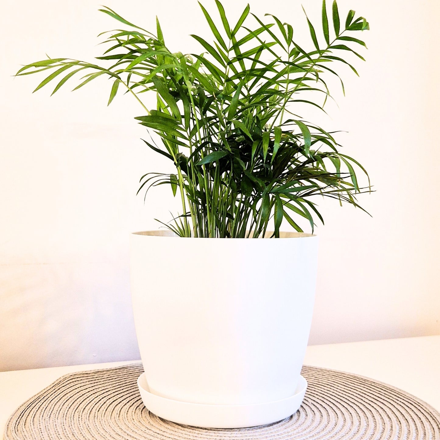 Plant Pots Indoor with Saucer – Elegant Matte Plastic Flower Pot – Durable Indoor & Outdoor Planter for House Plants, Herbs & Succulents